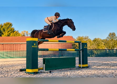 Westfale, Stute, 8 Jahre, 163 cm, Schwarzbrauner