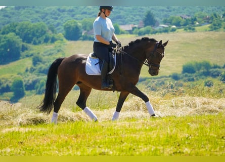 Westfale, Stute, 8 Jahre, 164 cm, Brauner