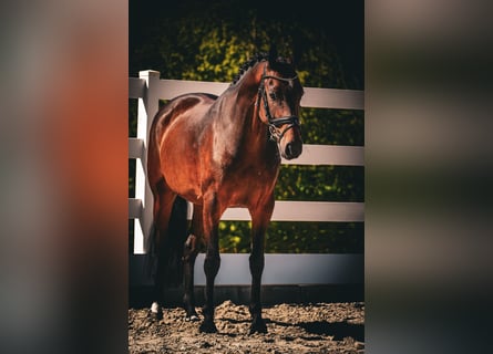 Westfale, Stute, 8 Jahre, 164 cm, Brauner