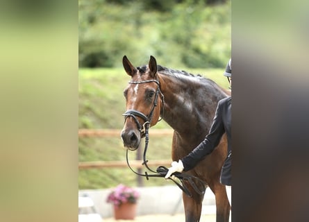 Westfale, Stute, 8 Jahre, 164 cm, Brauner