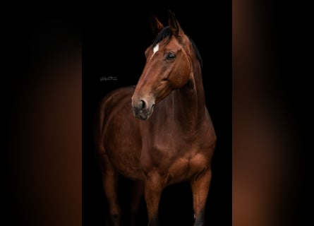 Westfale, Stute, 8 Jahre, 166 cm, Brauner
