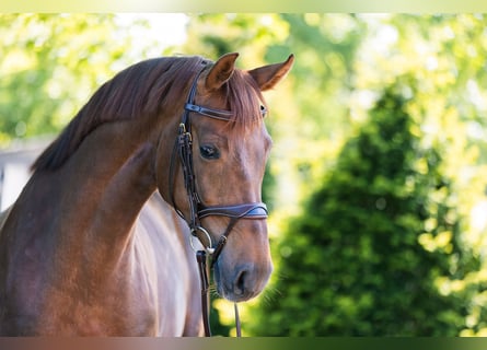 Westfale, Stute, 8 Jahre, 166 cm, Dunkelfuchs