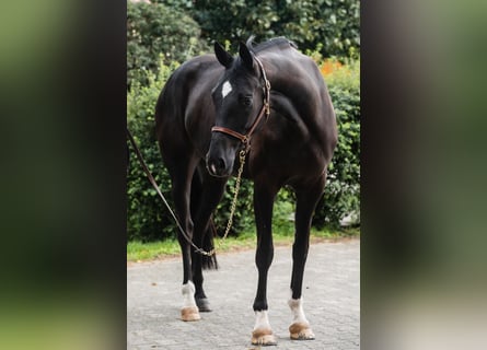 Westfale, Stute, 8 Jahre, 166 cm, Rappe