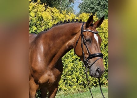 Westfale, Stute, 8 Jahre, 167 cm, Brauner