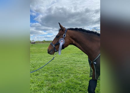 Westfale, Stute, 8 Jahre, 168 cm, Brauner