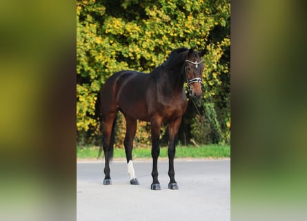 Westfale, Stute, 8 Jahre, 168 cm, Brauner