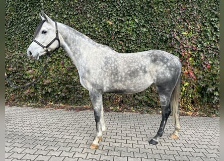 Westfale, Stute, 8 Jahre, 169 cm, Schimmel