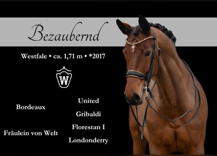 Westfale, Stute, 8 Jahre, 171 cm, Brauner