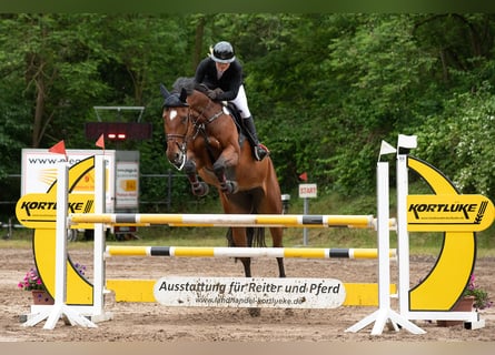 Westfale, Stute, 8 Jahre, 171 cm, Brauner
