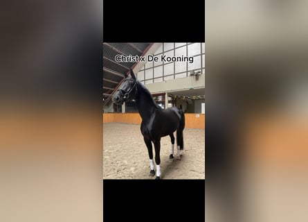 Westfale, Stute, 8 Jahre, 172 cm, Rappe