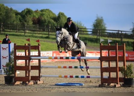 Westfale, Stute, 8 Jahre, 172 cm, Schimmel