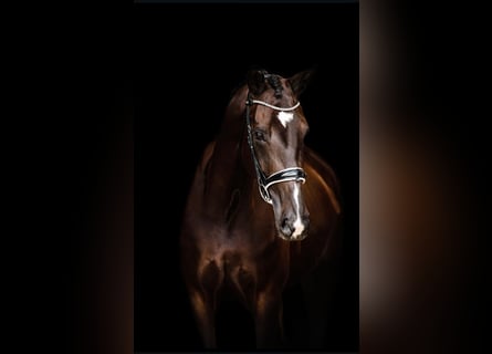 Westfale, Stute, 8 Jahre, 174 cm, Schwarzbrauner