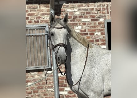 Westfale, Stute, 8 Jahre, 182 cm, Schimmel