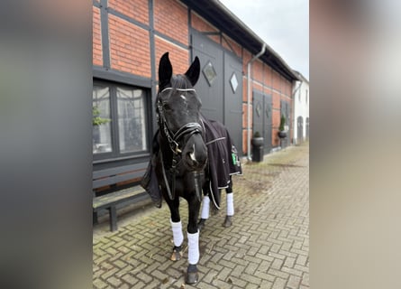 Westfale, Stute, 9 Jahre, 160 cm, Rappe