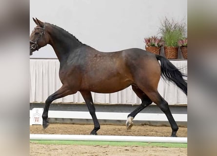 Westfale, Stute, 9 Jahre, 165 cm