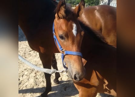 Westfale, Stute, 9 Jahre, 166 cm, Brauner