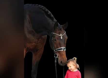 Westfale, Stute, 9 Jahre, 168 cm, Brauner
