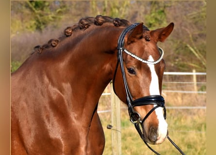Westfale, Stute, 9 Jahre, 168 cm