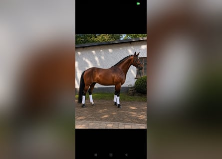 Westfale, Stute, 9 Jahre, 169 cm, Brauner