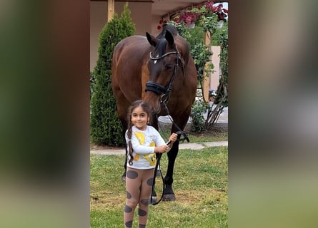 Westfale, Stute, 9 Jahre, 169 cm, Brauner