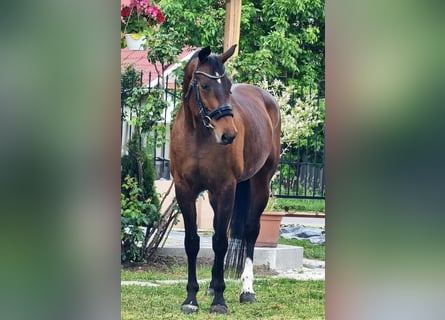 Westfale, Stute, 9 Jahre, 169 cm, Brauner