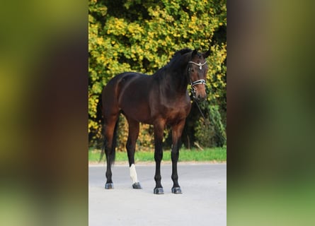 Westfale, Stute, 9 Jahre, 169 cm, Brauner