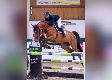 Westfale, Stute, 9 Jahre, 169 cm, Brauner