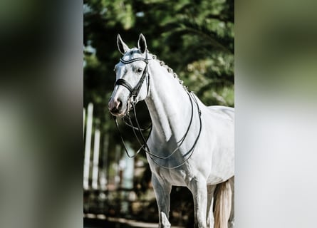 Westfale, Stute, 9 Jahre, 169 cm, Schimmel