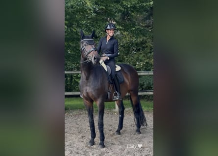 Westfale, Stute, 9 Jahre, 170 cm, Dunkelbrauner