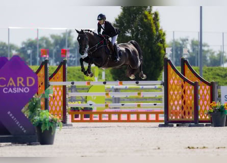 Westfale, Stute, 9 Jahre, 170 cm, Dunkelbrauner