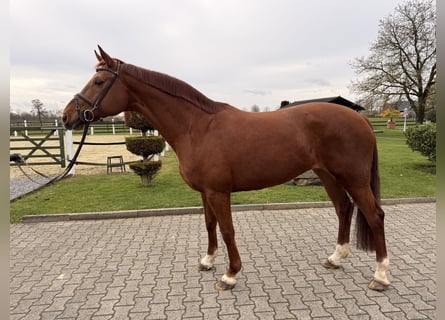 Westfale, Stute, 9 Jahre, 170 cm, Fuchs