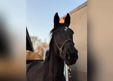 Westfale, Stute, 9 Jahre, 170 cm, Schwarzbrauner