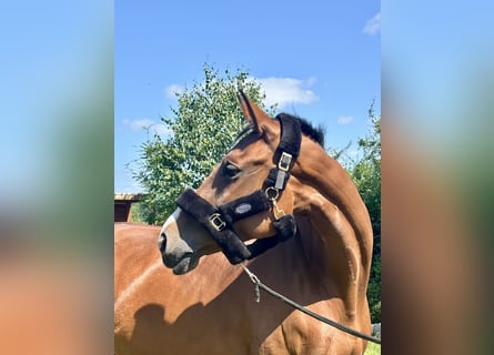 Westfale, Stute, 9 Jahre, 172 cm, Brauner