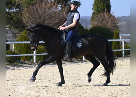 Westfale, Stute, 9 Jahre, 180 cm, Rappe