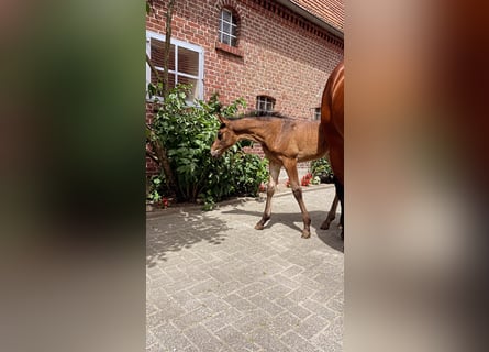 Westfale, Stute, , 165 cm, Brauner
