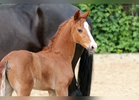 Westfale, Stute, , 168 cm, Fuchs