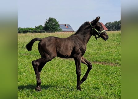 Westfale, Stute, Fohlen (05/2024), 168 cm, Rappe