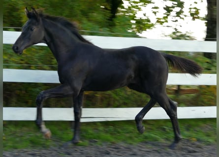 Westfale, Stute, Fohlen (03/2025), 174 cm, Rappe