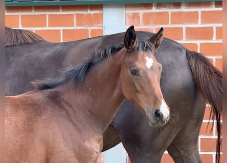 Westfale, Stute, Fohlen (04/2025), Brauner