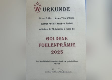 Westfale, Stute, Fohlen (04/2025), Brauner