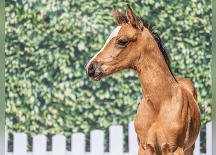 Westfale, Stute, , Buckskin