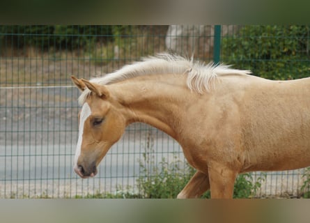 Westfale, Stute, Fohlen (04/2026), Palomino