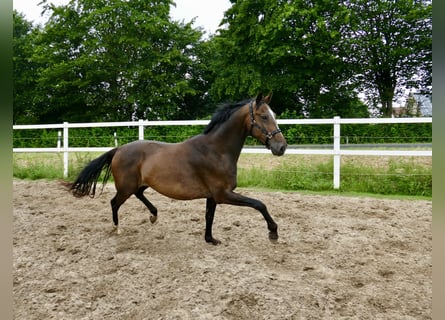 Westfale, Wallach, 10 Jahre, 166 cm, Dunkelbrauner