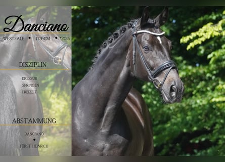 Westfale, Wallach, 10 Jahre, 173 cm, Schwarzbrauner
