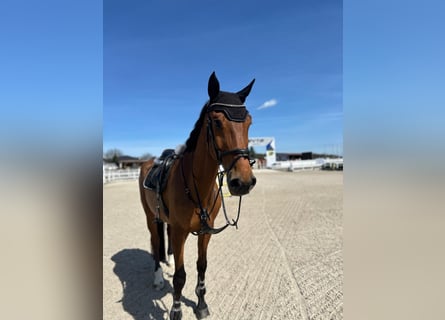 Westfale, Wallach, 10 Jahre, 175 cm, Brauner