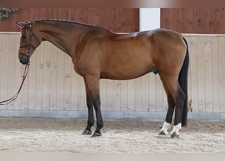 Westfale, Wallach, 10 Jahre, 175 cm, Rotbrauner