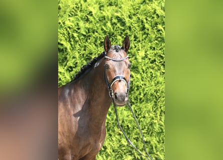 Westfale, Wallach, 11 Jahre, 165 cm, Dunkelbrauner