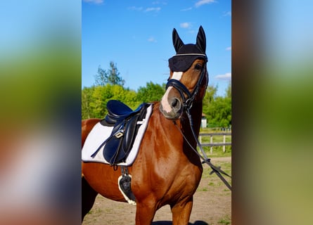 Westfale, Wallach, 11 Jahre, 165 cm, Fuchs