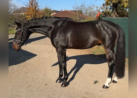 Westfale, Wallach, 11 Jahre, 165 cm, Rappe