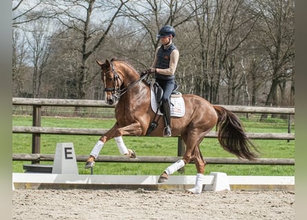 Westfale, Wallach, 11 Jahre, 168 cm, Fuchs